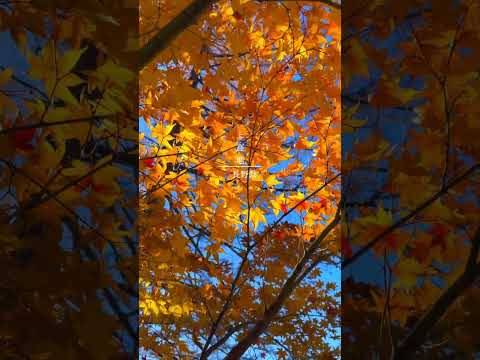 【長野・絶景】この秋に行きたい紅葉を楽しめる絶景スポット！