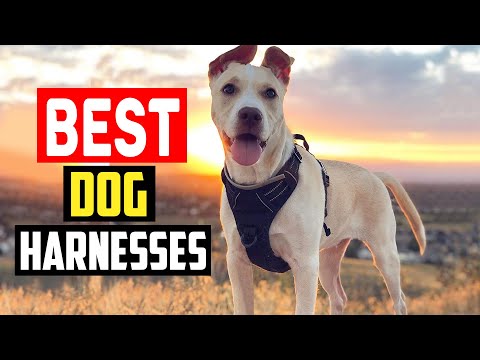 ✅ Top 5 Best Dog Harnesses for Running in 2023