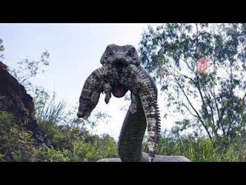 鳄鱼竟敢抢巨蟒的食物！巨蟒发怒一口气打败它！【蛇岛狂蟒 Snake Island Python】| 惊悚/冒险/灾难 | 经典大本营