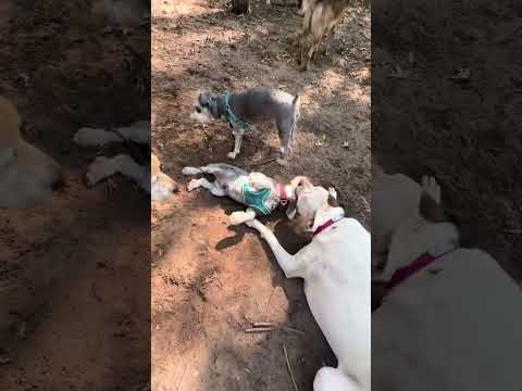 Lucy Lu vs  Shiloh #dogpack #boxer #minischnauzer #dogbus #dogtoker #dogsontiktok #dogsrule #dogplay