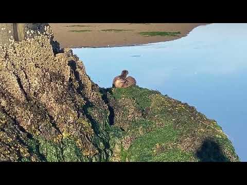 Otters at Siletz Bay at Lincoln City, Oregon