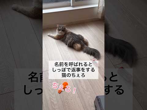 名前を呼ばれるとしっぽで返事をする猫のちぇろ #shorts #cat