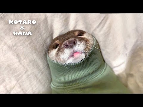 My Otter Cutely Hijacks My Shirt Sleeve and Gets Mad at ME!