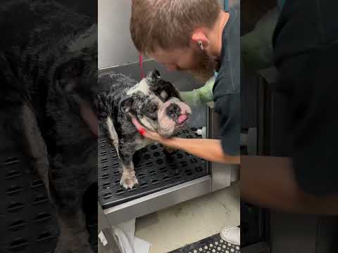 Giant English Bulldog named Champ. #englishbulldog #bulldog #bulldogs #dogbath #tutorial