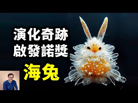 海兔：像外星生物一樣科幻，啓發了諾貝爾獎，海底的兔子竟如此神奇！【老肉雜談】#動物 #海洋生物 #海兔 #海蛞蝓 #海洋