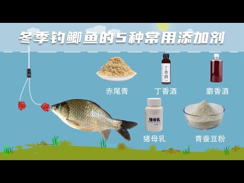 寒冷的冬季钓鲫鱼，常用的5种“添加剂”必不可少，但不能加太多