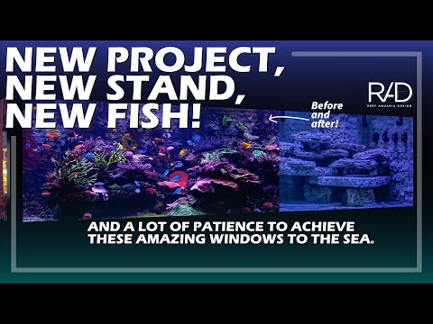 NEW PROJECT, NEW STAND, NEW FISH AND A LOT OF PATIENCE TO ACHIEVE THESE MESMERIZING AQUARIUMS.