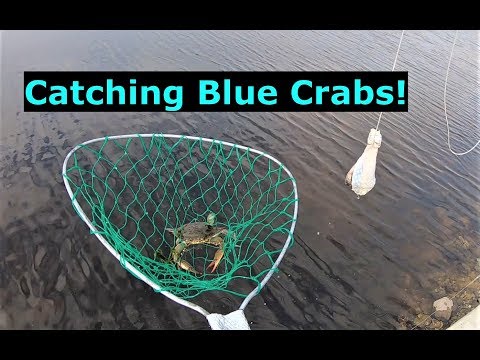 Catching Blue Crabs By Hand Line! Trout and Redfish Too!