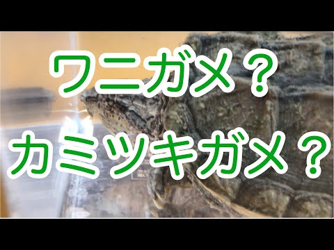 ワニガメとカミツキガメが交雑することにより生じた生物