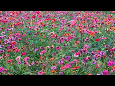 2020 台中新社花海(JEFF 4K video)-Taichung News Agency Flower Sea in the evening Taiwan #jeff0007