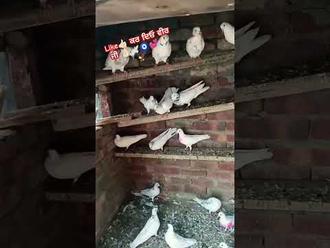 #pigeons#kabuter#viralmusic#shorts#kabuterbazi#kabuterlover#pigeonloves#kabuter#youtube#tranding