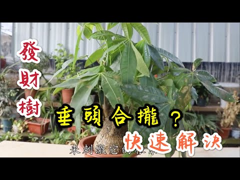 【天天小花農】發財樹葉片出現“垂頭合攏”？，不用怕，2個方法快速解決！