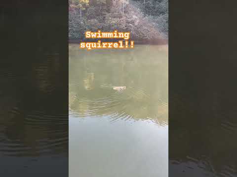 Have you ever seen a squirrel swimming?