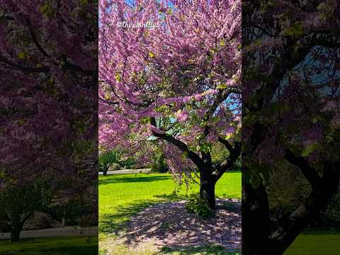 The eastern redbud (Cercis canadensis) in Adelaide Botanic Gardens #easternredbud @TaylorSwift