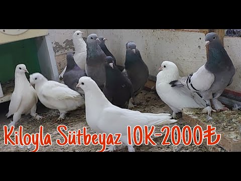 Kiloyla Sütbeyaz Oyun Kuşu, Taklacı, Paçalı