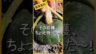 【カボチャ】簡単な収穫時期の見極め方【有機農家直伝！無農薬で育てる家庭菜園】　23/7/16　#shorts