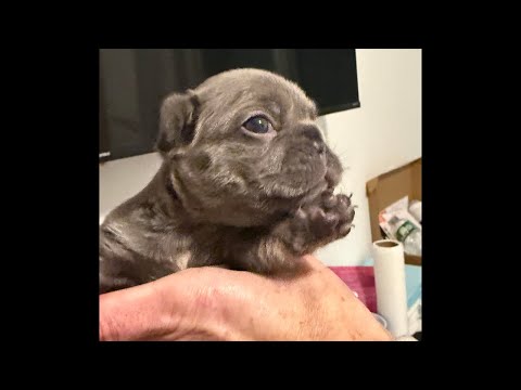 24 Day Old Rescue Litter French Bulldog Puppies-Playtime!