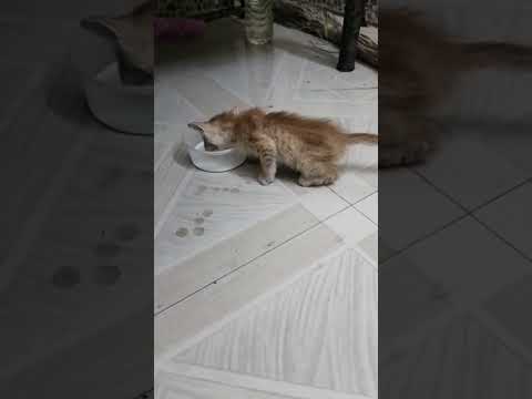 poor cute 🐱 kity lost hime mother at forest /so adopted  this kitten/பூனை குட்டி அழகு செல்லம்