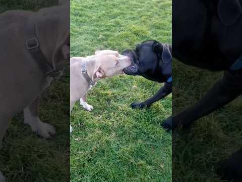 Cane Corso vs.  American Bully: Who is the King?