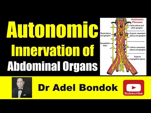 Autonomic Innervation of the Abdominal Organs, Dr Adel Bondok