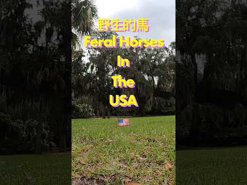 我們與馬的超近距離接觸🐴 Feral horses in Cumberland Island -Georgia 萬馬奔騰太帥了啦💨  #野生動物 #馬 #美國 #exploregeorgia