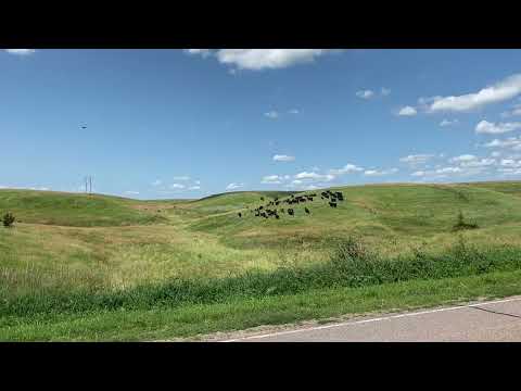 Loup City Cattle