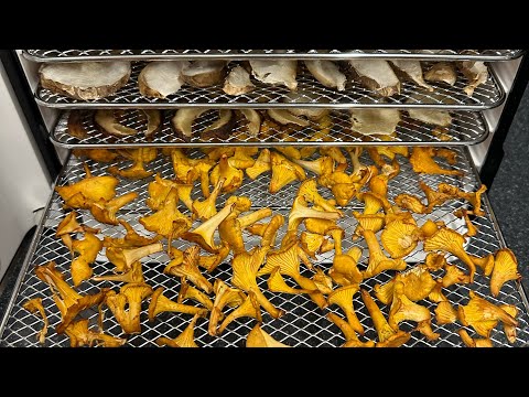 Chanterelle foraging September 2024 uk