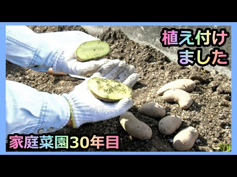 【ジャガイモの植え付け ハイブリッド施肥 2023春】家庭菜園30年目 無農薬 半自給自足