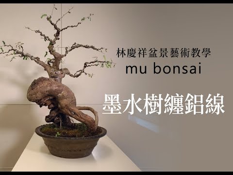 春∣螺頭墨水樹第一次纏繞鋁線 ◤林慶祥盆景藝術教學◢ Bonsai in Taiwan