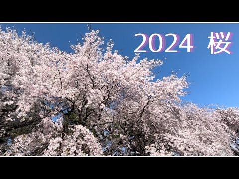 2024年桜 今年はたくさんお花見したよ