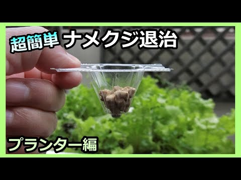 【超簡単ナメクジ対策】テーブル上のプランター編  家庭菜園30年目