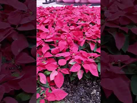 Red plants are beautiful displays for Christmas #followers #highlights #shorts