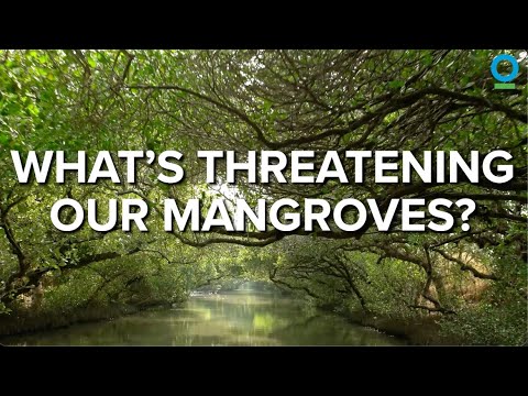 What's Threatening Our Mangroves?