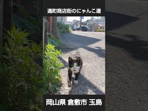 倉敷市玉島通町商店街のにゃんこ達 #岡山