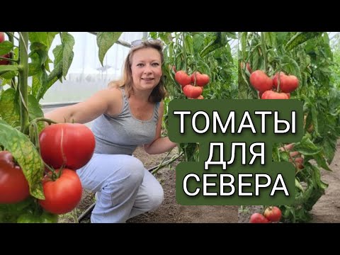 ТОМАТЫ ДЛЯ СЕВЕРА БЕЗ ТЕПЛИЦЫ | ПОСАДИТЕ ПРЯМО СЕЙЧАС | Светлана Самойлова