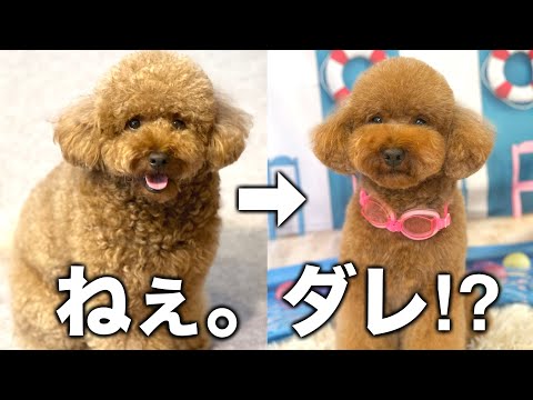 トリミング行ったら知らん犬が帰ってきた。【トイプードル】