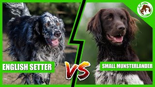 English Setter Vs Small Munsterlander: Who's the Best Dog breed?