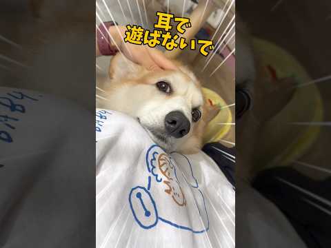 コーギーの大きな耳の特徴🐶ww#犬動画 #ウェルシュコーギー #コーギー #コーギー犬 #わんこ #わんこ動画 #いぬのいる生活 #コーギー大好き #わんことの暮らし #わんこがいる生活 #犬