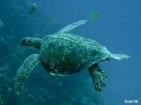 Sea Turtles Documentary HD - Tortoise & Turtle Wildlife Documentary