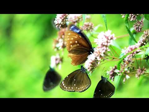 Listen to the Whispers of Yangmingshan( 3min introduction)