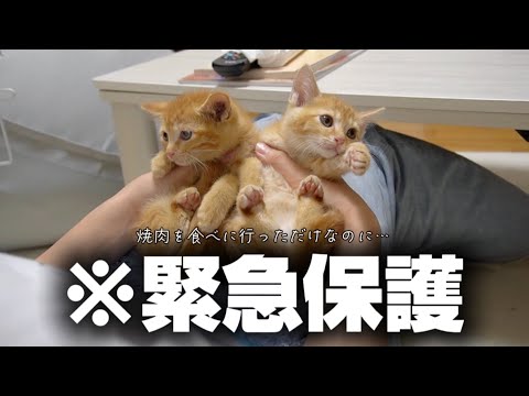 また子猫を保護しました