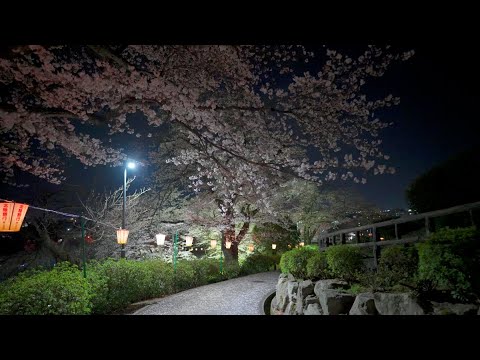 -Night Walking Tour- Cherry Blossom Viewing in Nishiyama Park - Japan-[4KHDR] 夜桜in 西山公園 -散策-