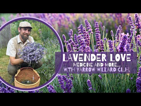 Lavender Love - Medicine and More... with Herbalist Yarrow Willard