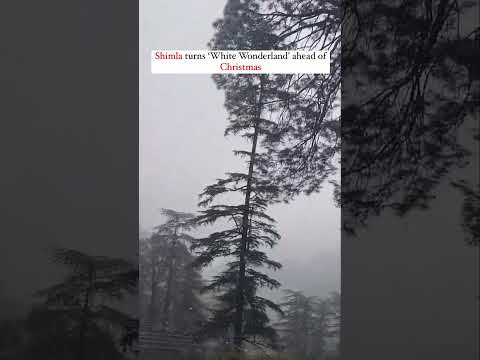 Shimla's Second Snowfall Delights Tourists and Locals #Shimla #Snowfall #Tourism #Winter #Travel