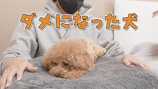 犬をダメにする最強のベッドが届きました！