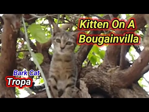 - Angela the Kitten Conquers the Bougainvillea