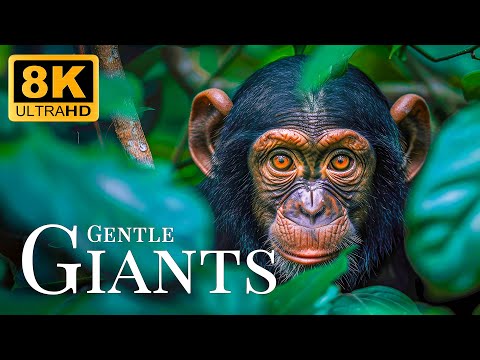 Gentle Giants 8K ULTRA HD🐾Majestic Animals With Soft Harp Sounds