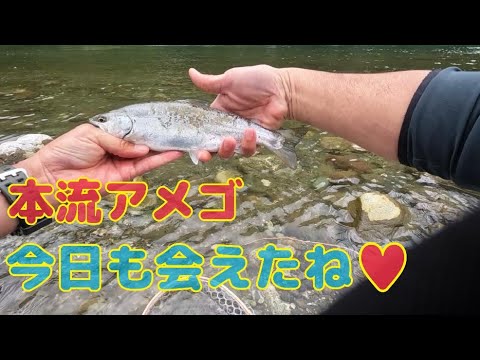 本流アメゴ(アマゴ)  今日も会いに行く！