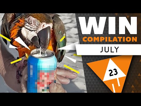 WIN Compilation JULY 2023 Edition (Best videos of June) | LwDn x WIHEL