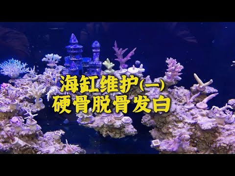 邵阳硬骨缸维护（一）满缸硬骨脱骨发白，你们觉得还能救活吗